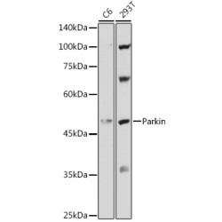 Human Parkin Rabbit pAb