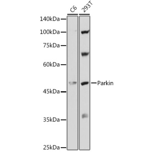 Human Parkin Rabbit pAb