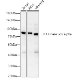 PI3 Kinase p85 alpha Rabbit pAb