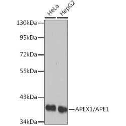 APEX1/APE1 Rabbit pAb