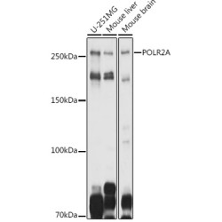 POLR2A Rabbit pAb