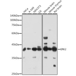 [KO Validated] ERK2 Rabbit pAb