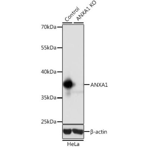 [KO Validated] ANXA1 Rabbit pAb