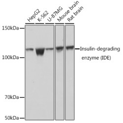 Insulin-degrading enzyme (IDE) Rabbit mAb