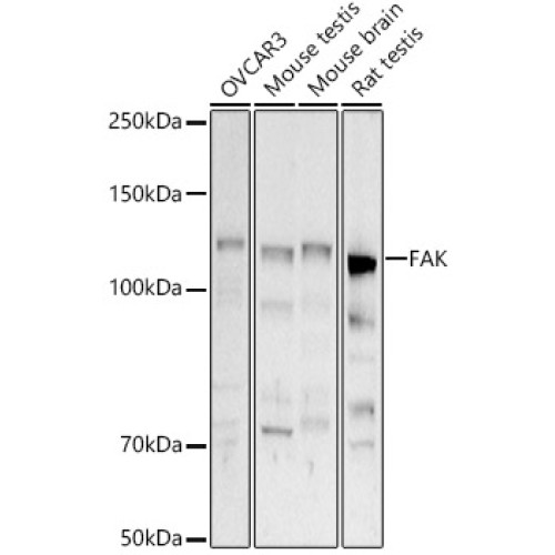 [KD Validated] FAK Rabbit pAb