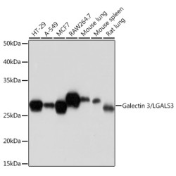 Galectin 3/LGALS3 Rabbit mAb