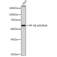 NF-kB p65/RelA Rabbit pAb