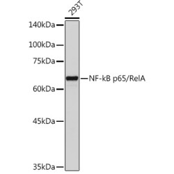 NF-kB p65/RelA Rabbit pAb