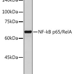 NF-kB p65/RelA Rabbit pAb