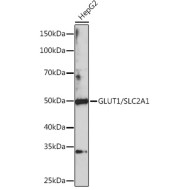 GLUT1/SLC2A1 Rabbit pAb