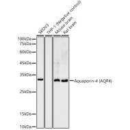 Aquaporin-4 (AQP4) Rabbit mAb