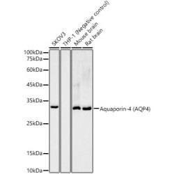 Aquaporin-4 (AQP4) Rabbit mAb