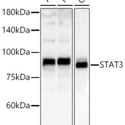 STAT3 Rabbit pAb