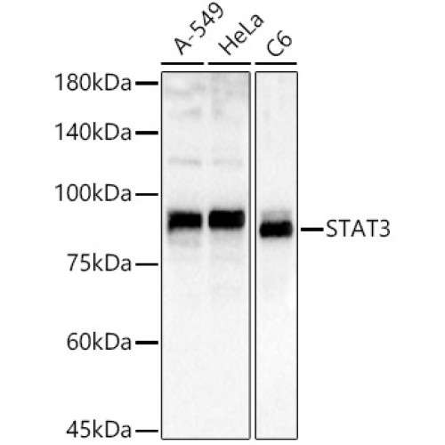 STAT3 Rabbit pAb