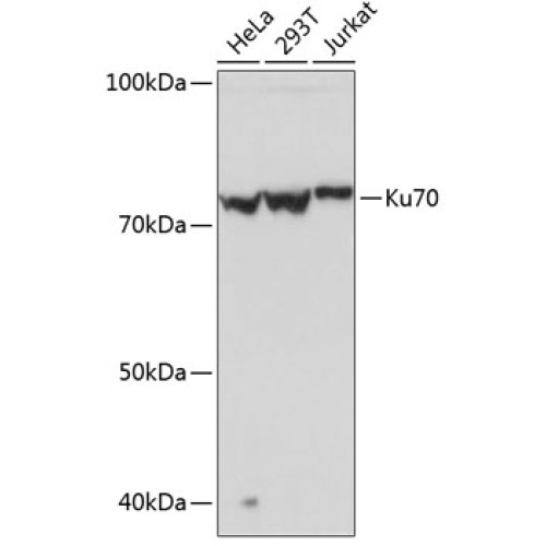 Ku70 Rabbit mAb