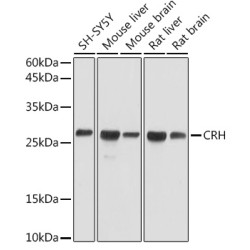 CRH Rabbit pAb