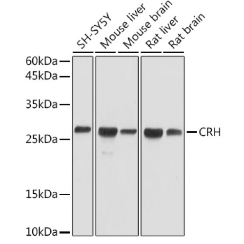 CRH Rabbit pAb