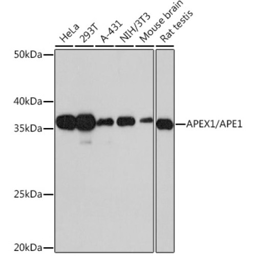 APEX1/APE1 Rabbit mAb