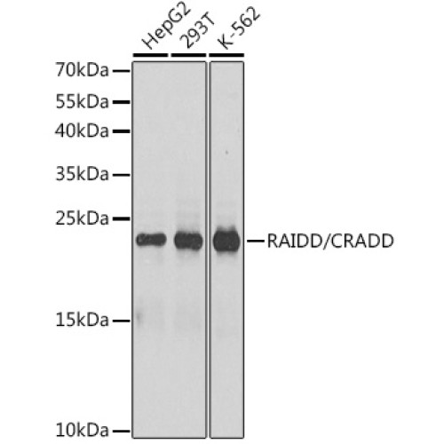 RAIDD/CRADD Rabbit pAb