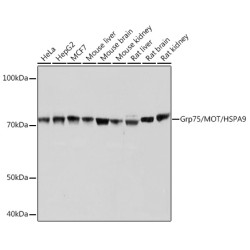 Grp75/MOT/HSPA9 Rabbit mAb