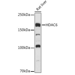 HDAC6 Rabbit pAb