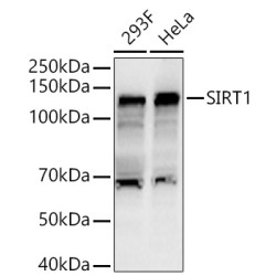 SIRT1 Rabbit pAb