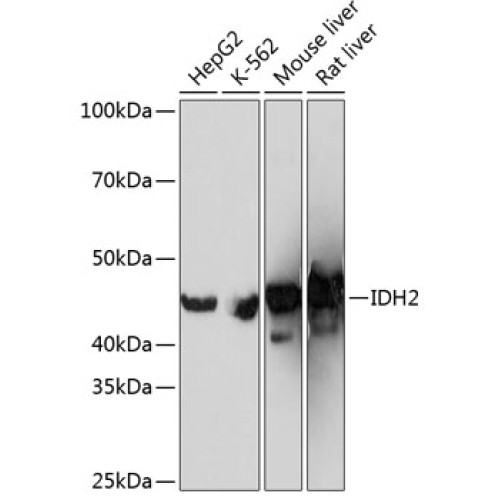 IDH2 Rabbit mAb