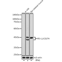 PD-L1/CD274 Rabbit pAb