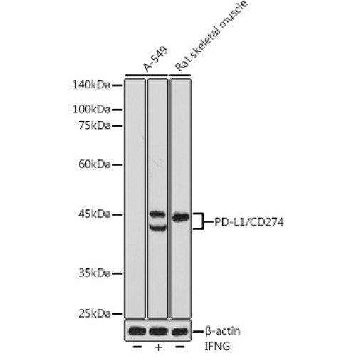 PD-L1/CD274 Rabbit pAb