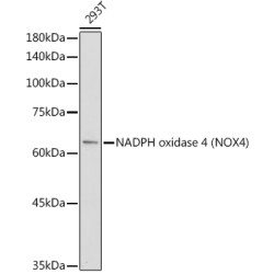 [KO Validated] NADPH oxidase 4 (NOX4) Rabbit pAb