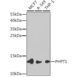 PHPT1 Rabbit pAb