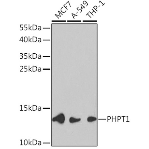 PHPT1 Rabbit pAb