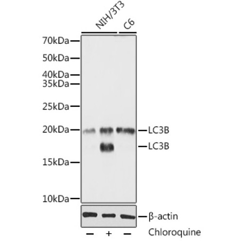 LC3B Rabbit pAb