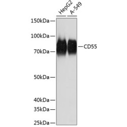 CD55 Rabbit mAb