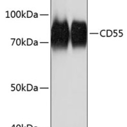 CD55 Rabbit mAb