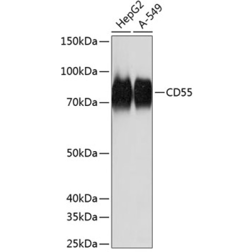 CD55 Rabbit mAb