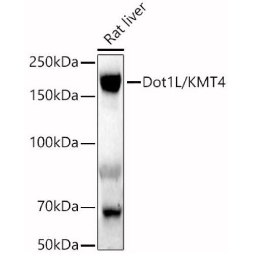 Dot1L/KMT4 Rabbit pAb