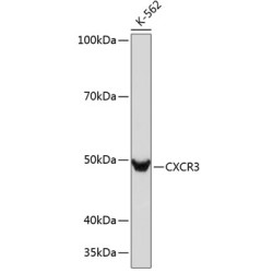 CXCR3 Rabbit mAb