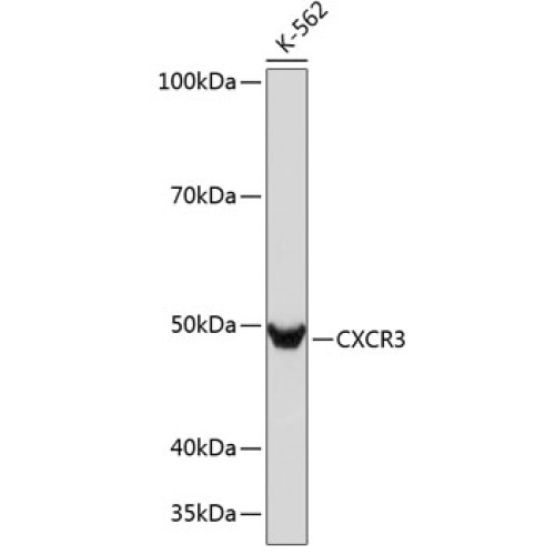 CXCR3 Rabbit mAb