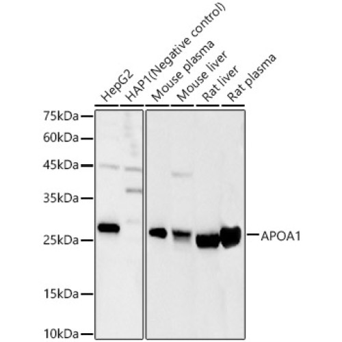APOA1 Rabbit pAb