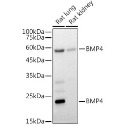 BMP4 Rabbit pAb