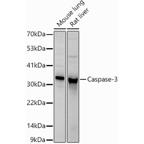 Caspase-3 Rabbit pAb