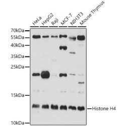 Histone H4 Rabbit pAb