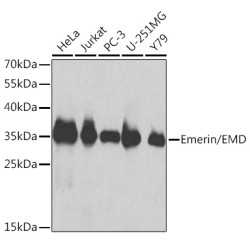 Emerin/EMD Rabbit pAb