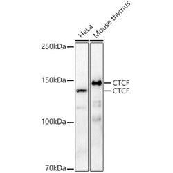CTCF Rabbit pAb