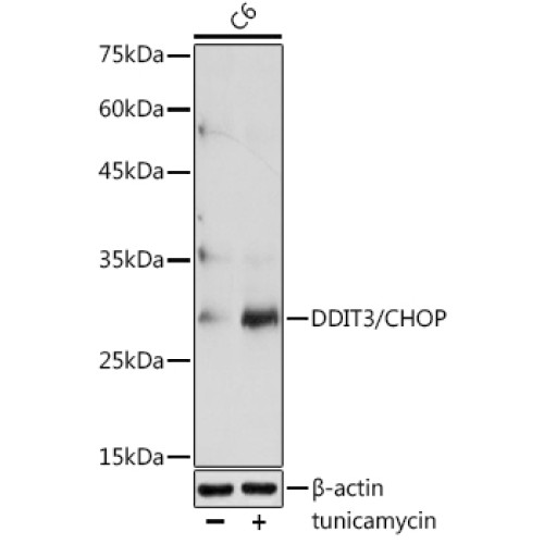 DDIT3/CHOP Rabbit pAb