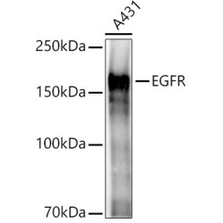 EGFR Rabbit pAb
