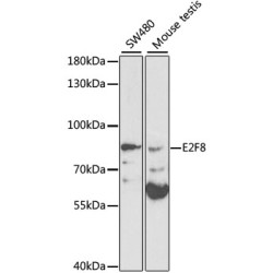 E2F8 Rabbit pAb