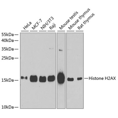 Histone H2AX Rabbit pAb