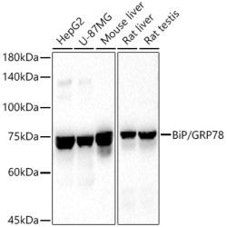 BiP/GRP78 Rabbit pAb